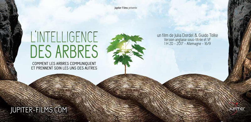 L'intelligence des arbres