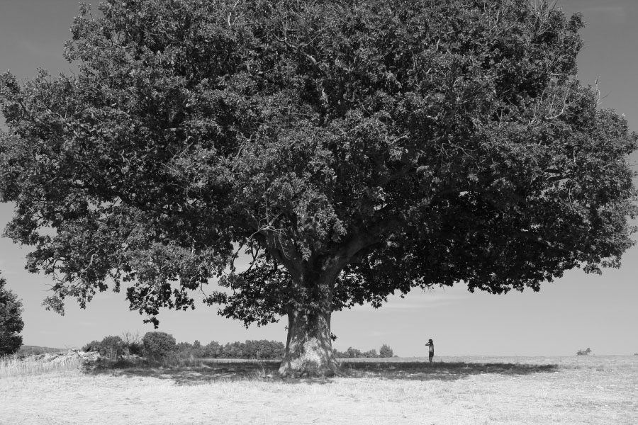 Photo Michel Reynolds du coté de Sault dans le Luberon