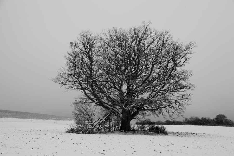 Photo Michel Reynolds arbre avec la neige non loin du Ventoux