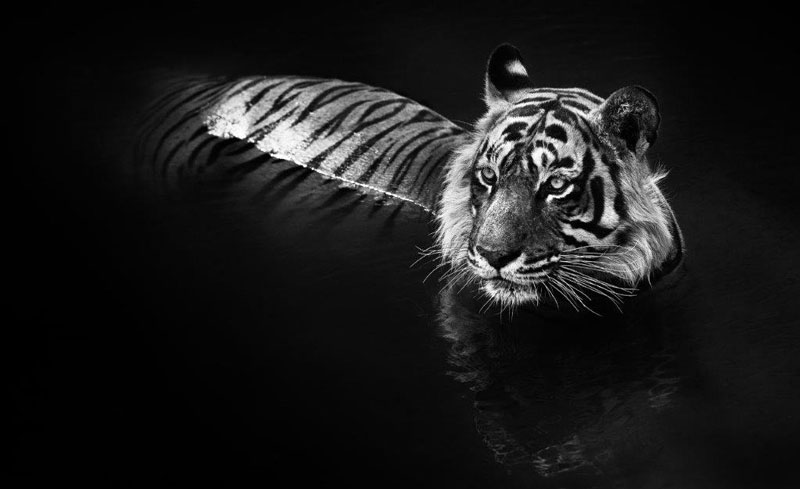 David Yarrow A. Galerie