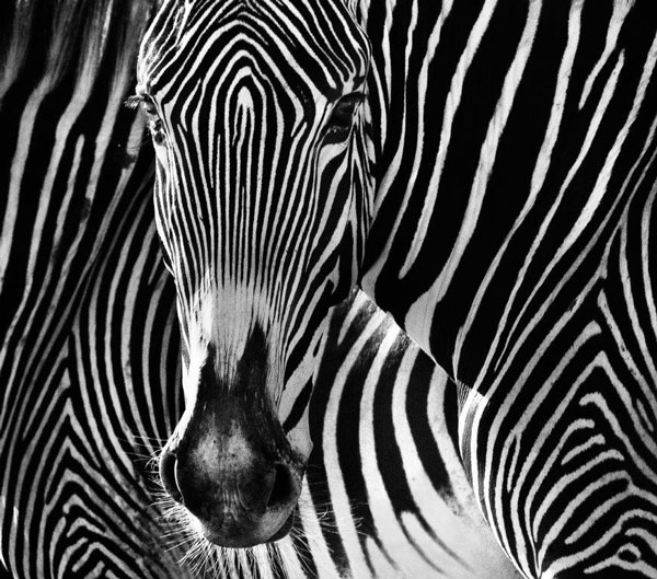 Exposition David Yarrow A. Galerie