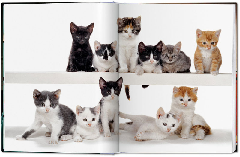 TASCHEN Walter Chandoha. Cats. Photographs 1942–2018