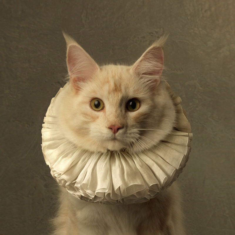 Marie cécile THIJS Cat with White Collar VI - White Collar serie (2015) Lambda C-print under plexi satin Edition of 10 +2AP and 7 +2 AP 70 x 70 cm / 90 x 90 cm